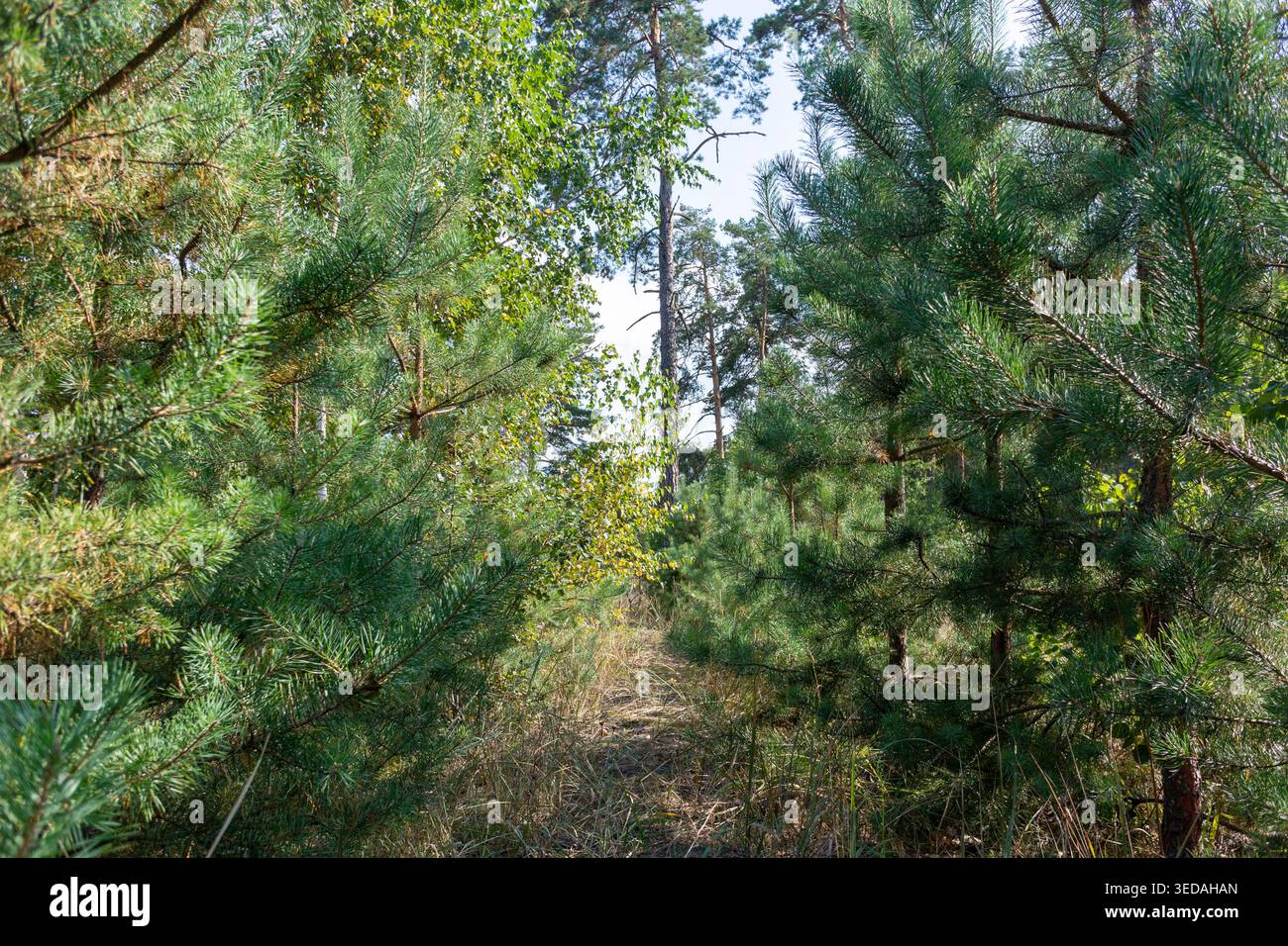 Pfad zwischen den Bäumen im Wald in Kiew Stockfoto