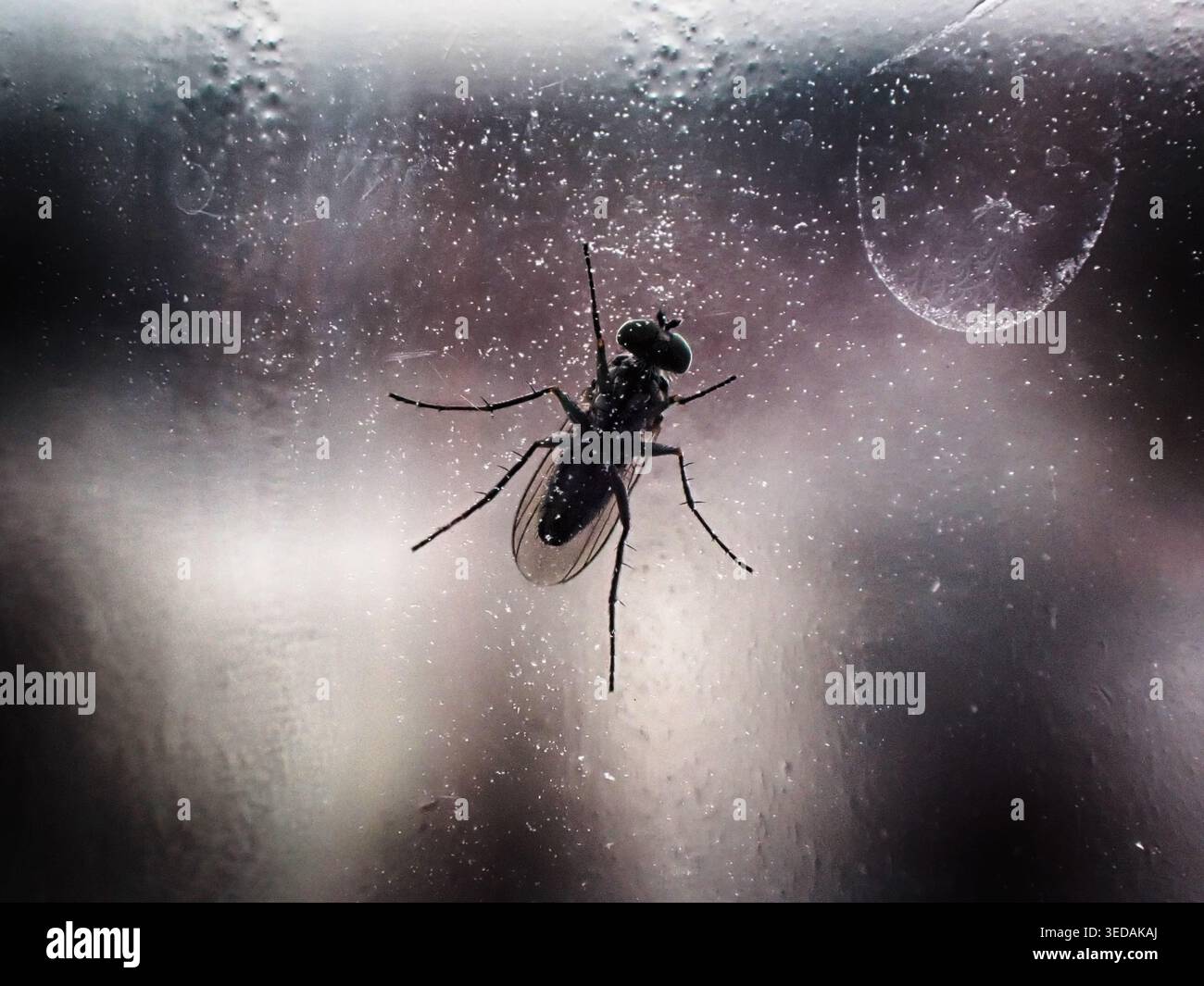 Kleine Fliege auf nassem Glas wilde Natur Landschaft Stockfoto