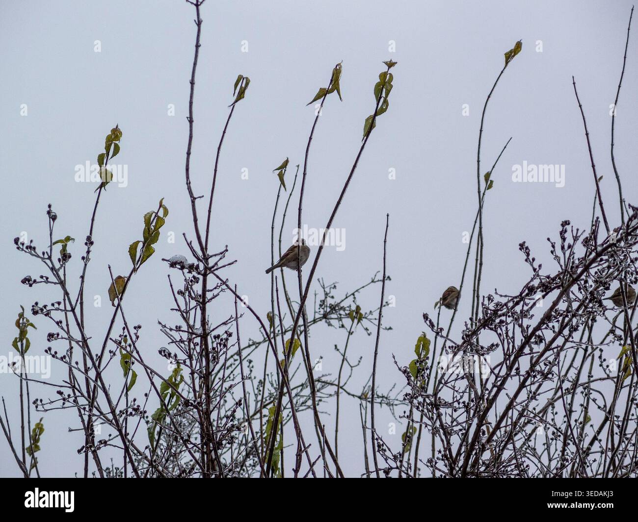 Spatzen auf eisigen Ästen Winterlandschaft Stockfoto