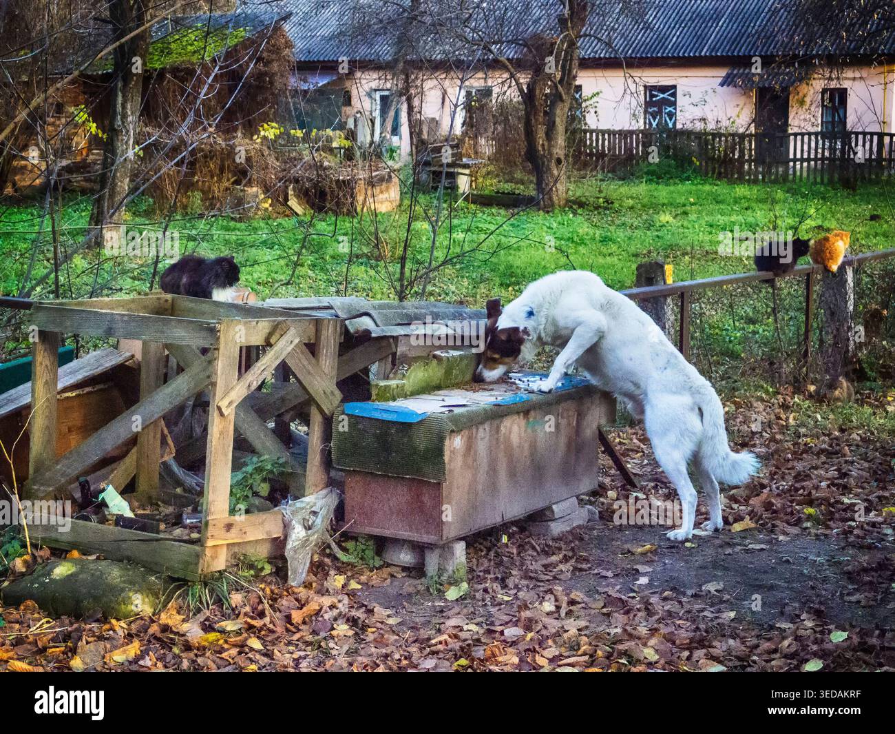 Streunender Hund ​​eats Katzenfutter Tierproblem Stockfoto