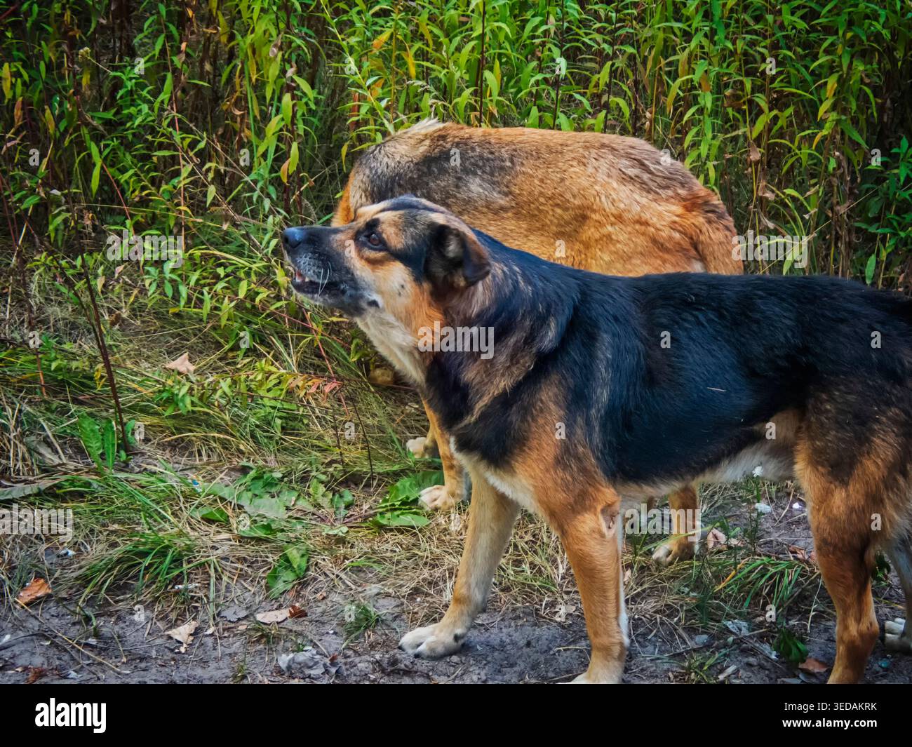 Streunender Hund ​​is glücklich - helfen Sie Tieren Stockfoto