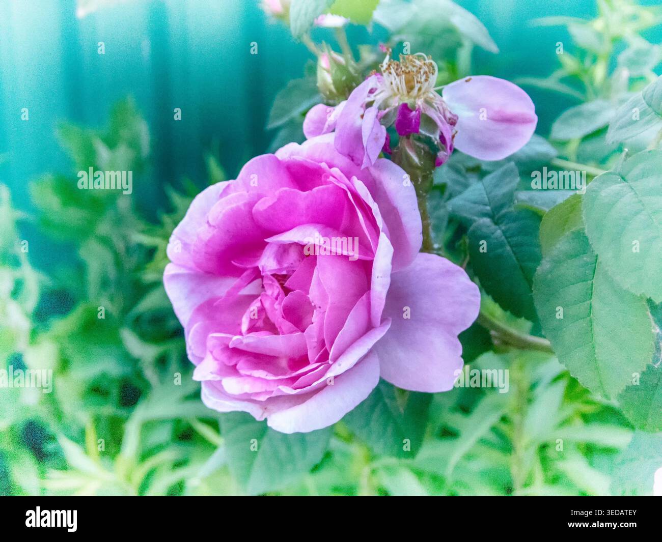 Zarte Teerose zur Publikation und Dekoration Stockfoto