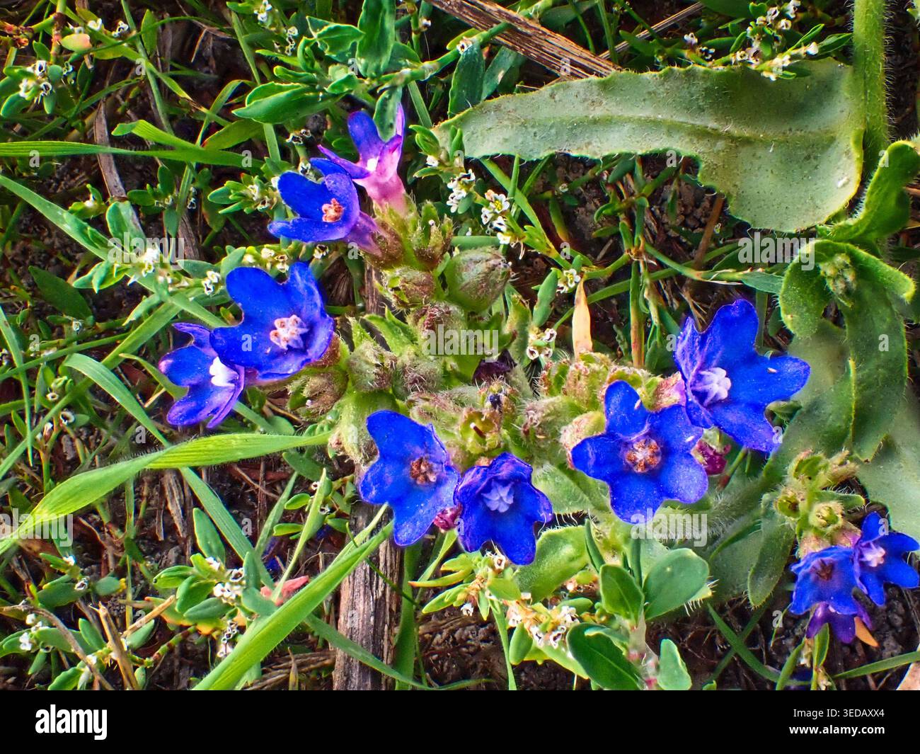 Bugleweed officinalis für Gesundheit und Medizin Stockfoto