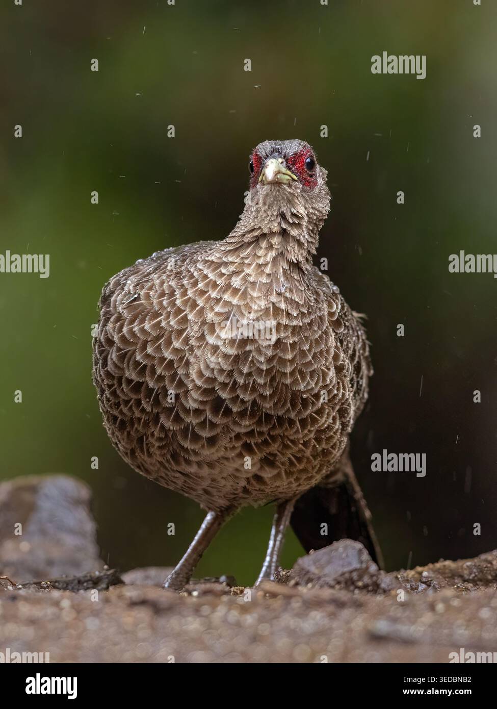 Eine hügelige Königin - Kalij Fasan (weiblich). Stockfoto