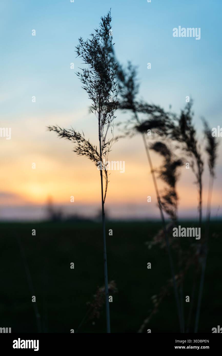 Silhouetten vor einem verlaufenden Himmel halten die vergängliche Schönheit des verblassenden Lichtes der Dämmerung fest. Stockfoto