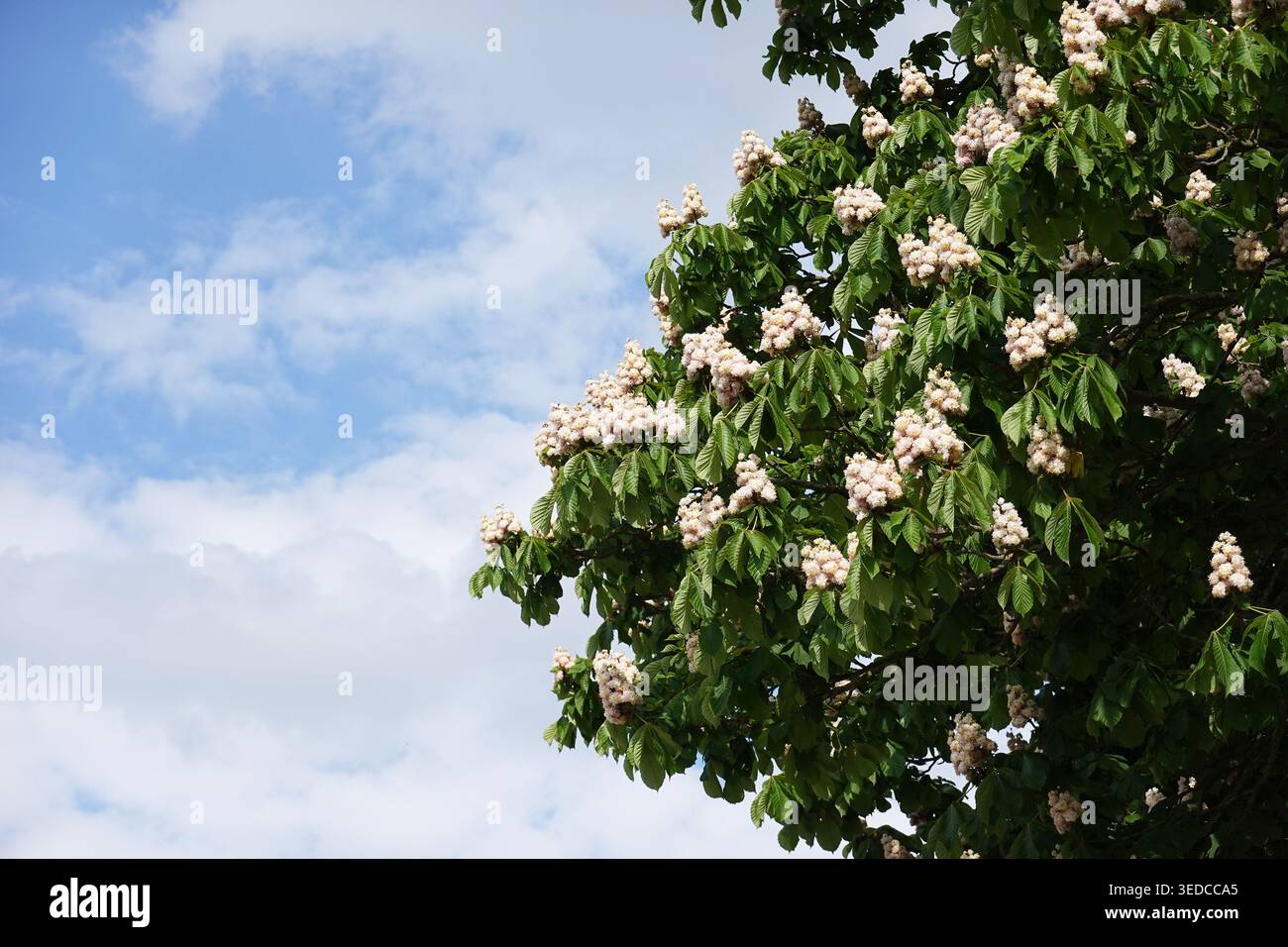 Blühender Rosskastanienbaum oder Aesculus hippocastanum Stockfoto