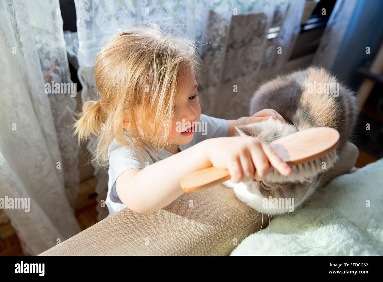 Niedliches kleines Kind mit langen Haaren, das eine flauschige Katze mit einer Holzbürste sorgfältig pflegt und putzt und zu Hause Liebe und Empathie zeigt Stockfoto