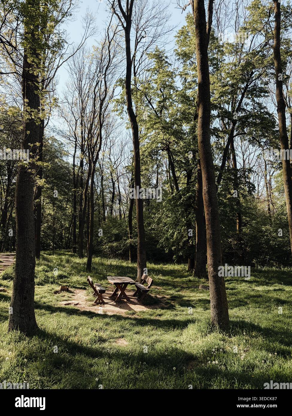 Picknicktisch aus Holz steht in ruhiger Frühlingswaldlichtung mit sanftem Sonnenlicht. Ruhiges Freizeitkonzept im Freien für Entspannung, Erholung und Natur Stockfoto