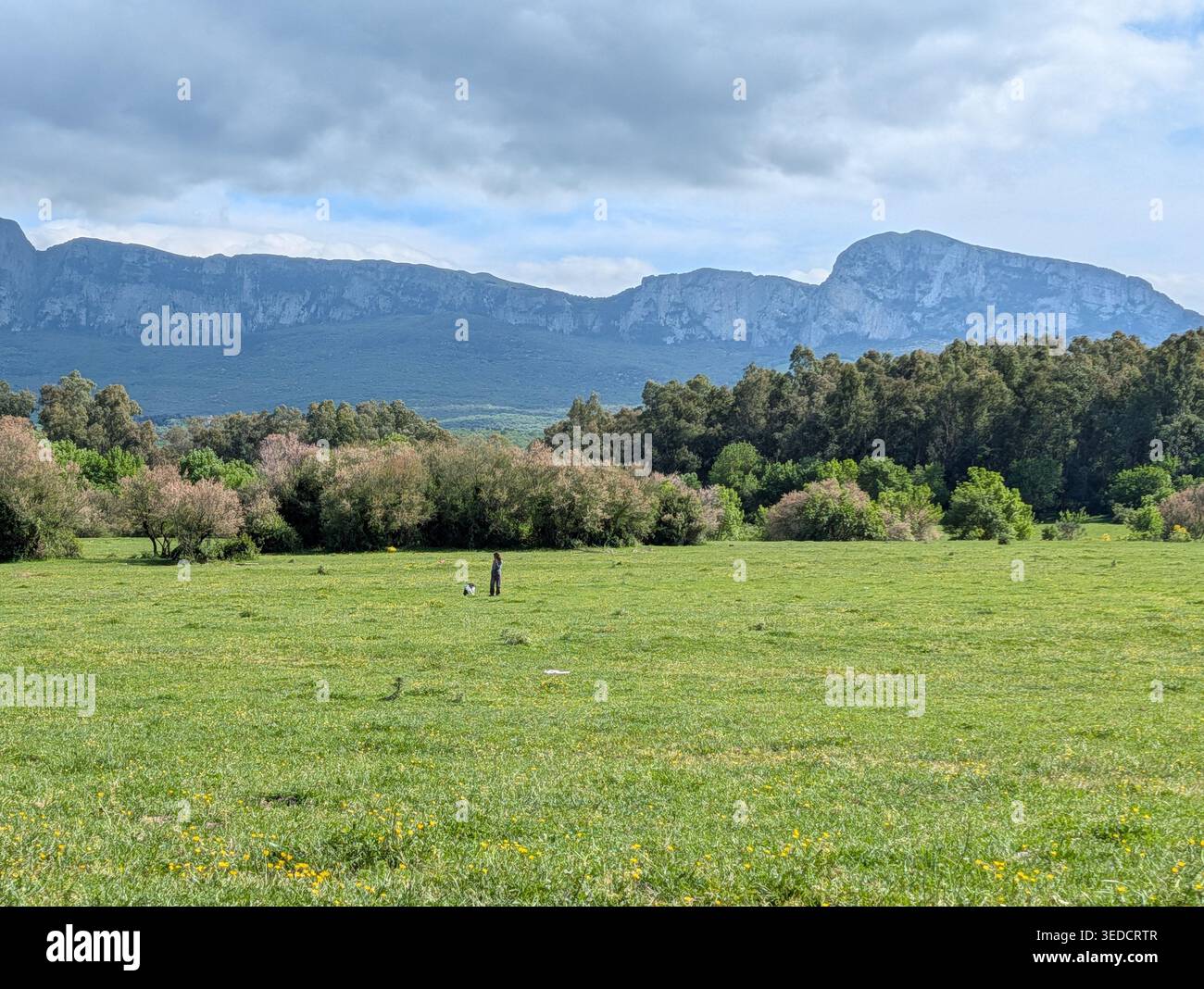 Panoramatische Ansicht einer großen grünen Wiese mit einem dichten Wald im Hintergrund unter einem klaren Himmel. - Smartphone-aufgenommenes Stockfoto
