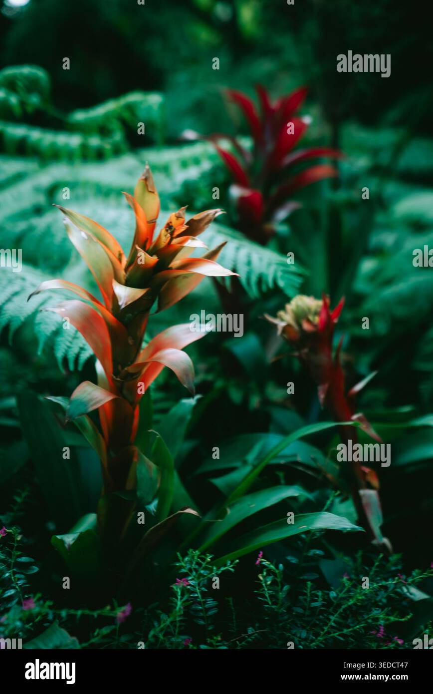 Eine atemberaubende Darstellung von lebhaften tropischen Pflanzen in auffälligen Farben mit üppigem Laub in einer ruhigen Gartenumgebung. Perfekt für die Natur Stockfoto