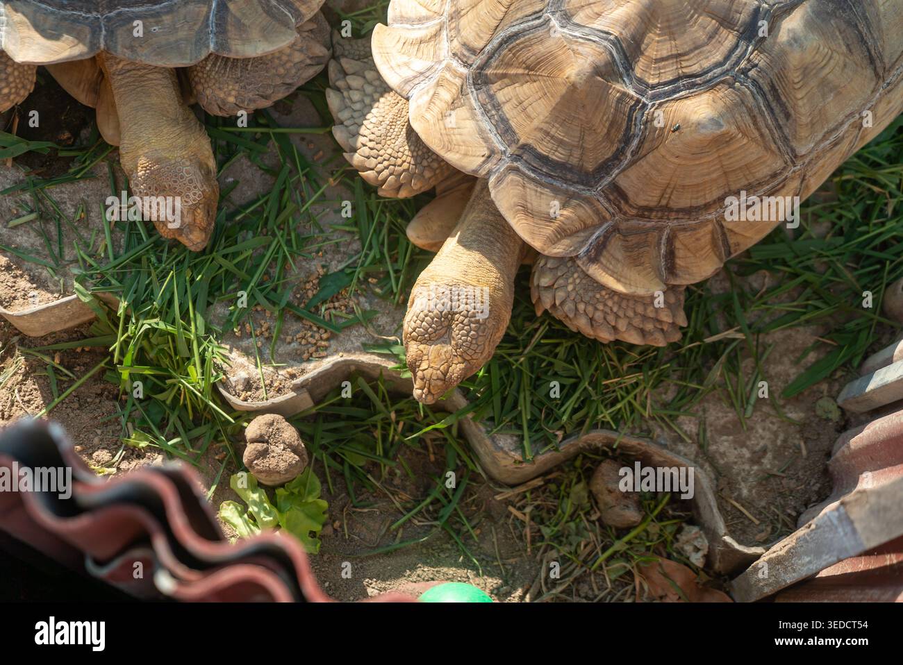Schildkröten erkunden eine üppige grüne Gegend mit ihren einzigartigen Muscheln und langsamen Bewegungen in der natürlichen Umgebung. Faszinierende Aufnahmen im Freien Stockfoto