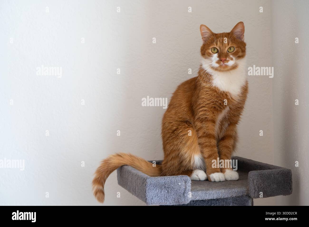 Ginger Domestic Ginger Orange Katze sitzt auf Katzenturm. Haustierhaus, Baum mit Kratzpfosten. Stockfoto