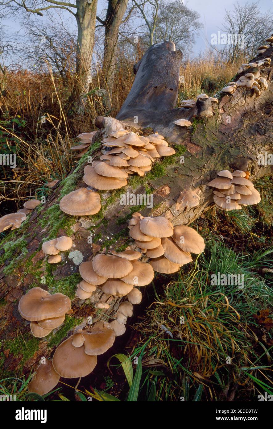 Austernpilzhaufen (Pleurotus ostreatus), die im Winter auf gefallenem, verfallenem Platanen-Stamm wachsen, Berwickshire, Schottland, Dezember Stockfoto