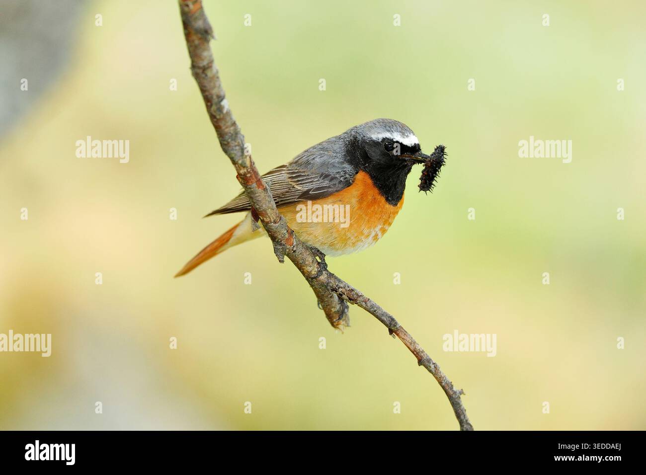 Rotstartvogel (Phoenicurus phoenicurus), der auf Silberbirke (Betula pendula) mit raupe in Scholle hockte, während er zum Nest zurückkehrte. Stockfoto