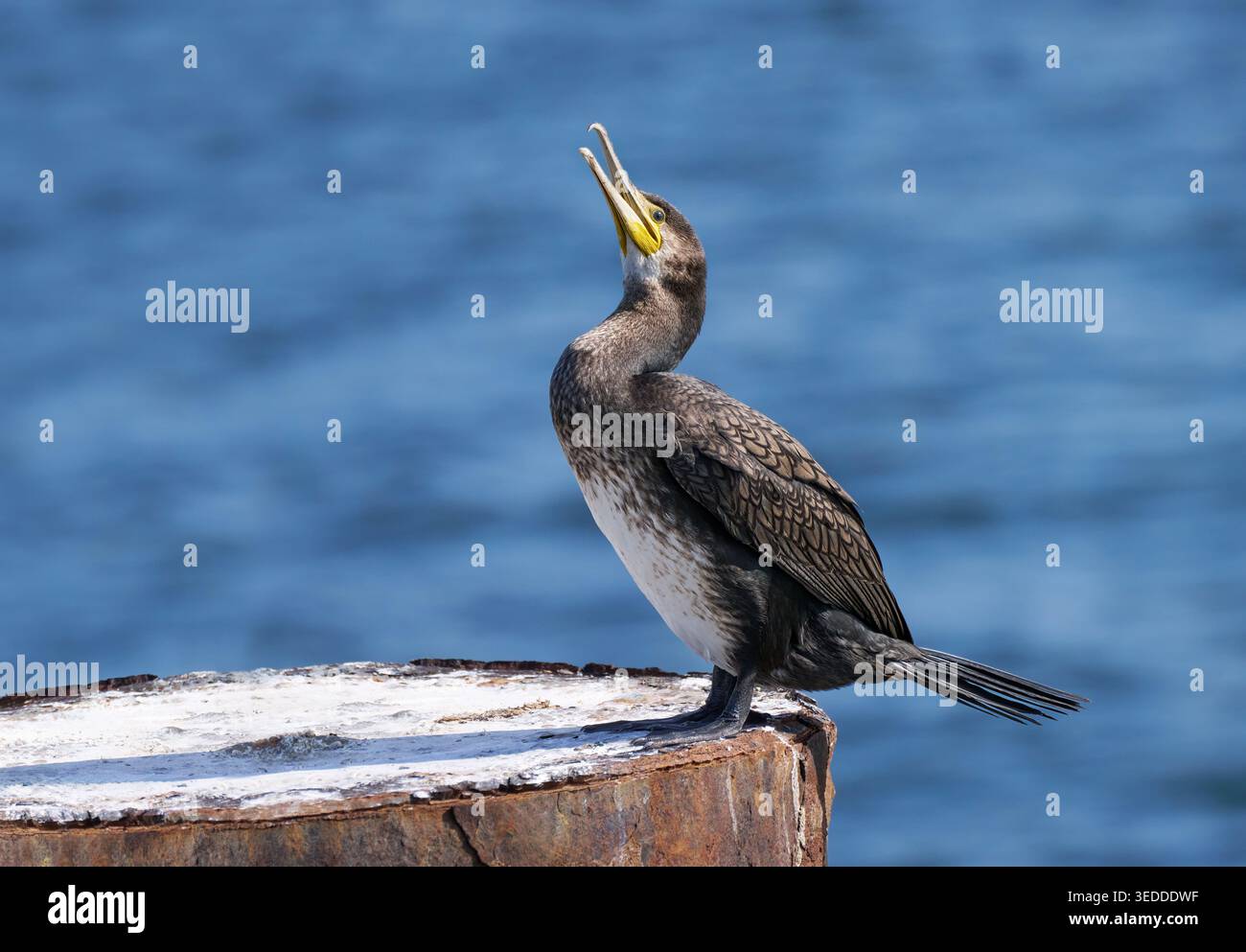 Großer Kormoran im jungen Gefieder (Phalacrocorax carbo), der seinen offenen Schnabel nach oben streckt Stockfoto