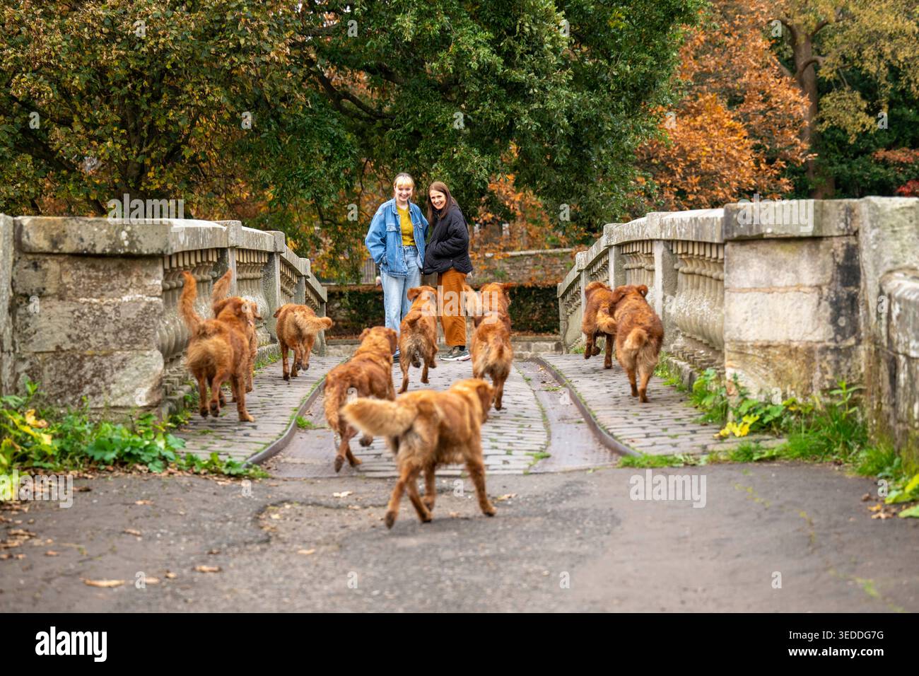 Mitglieder der Öffentlichkeit beobachten Golden Retriever (Gun Dogs), die eine Brücke im Pollok Country Park in Glasgow, Schottland, überqueren. Stockfoto