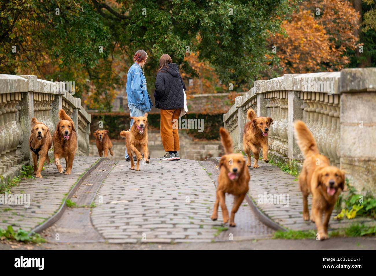 Mitglieder der Öffentlichkeit beobachten Golden Retriever (Gun Dogs), die eine Brücke im Pollok Country Park in Glasgow, Schottland, überqueren. Stockfoto