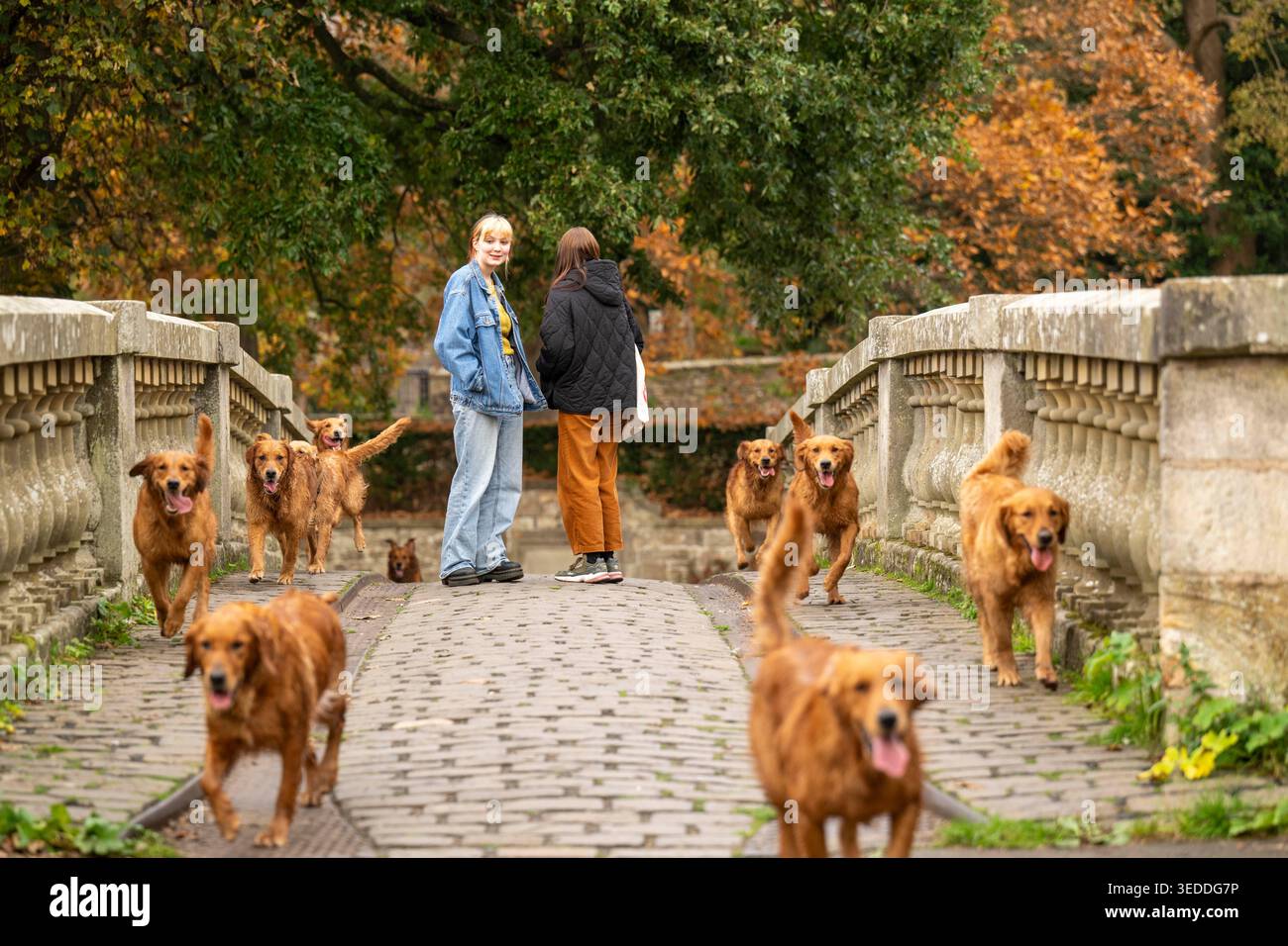 Mitglieder der Öffentlichkeit beobachten Golden Retriever (Gun Dogs), die eine Brücke im Pollok Country Park in Glasgow, Schottland, überqueren. Stockfoto