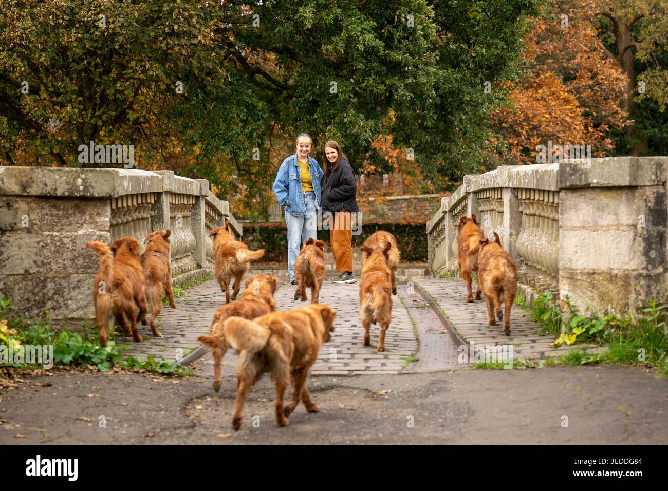 Mitglieder der Öffentlichkeit beobachten Golden Retriever (Gun Dogs), die eine Brücke im Pollok Country Park in Glasgow, Schottland, überqueren. Stockfoto