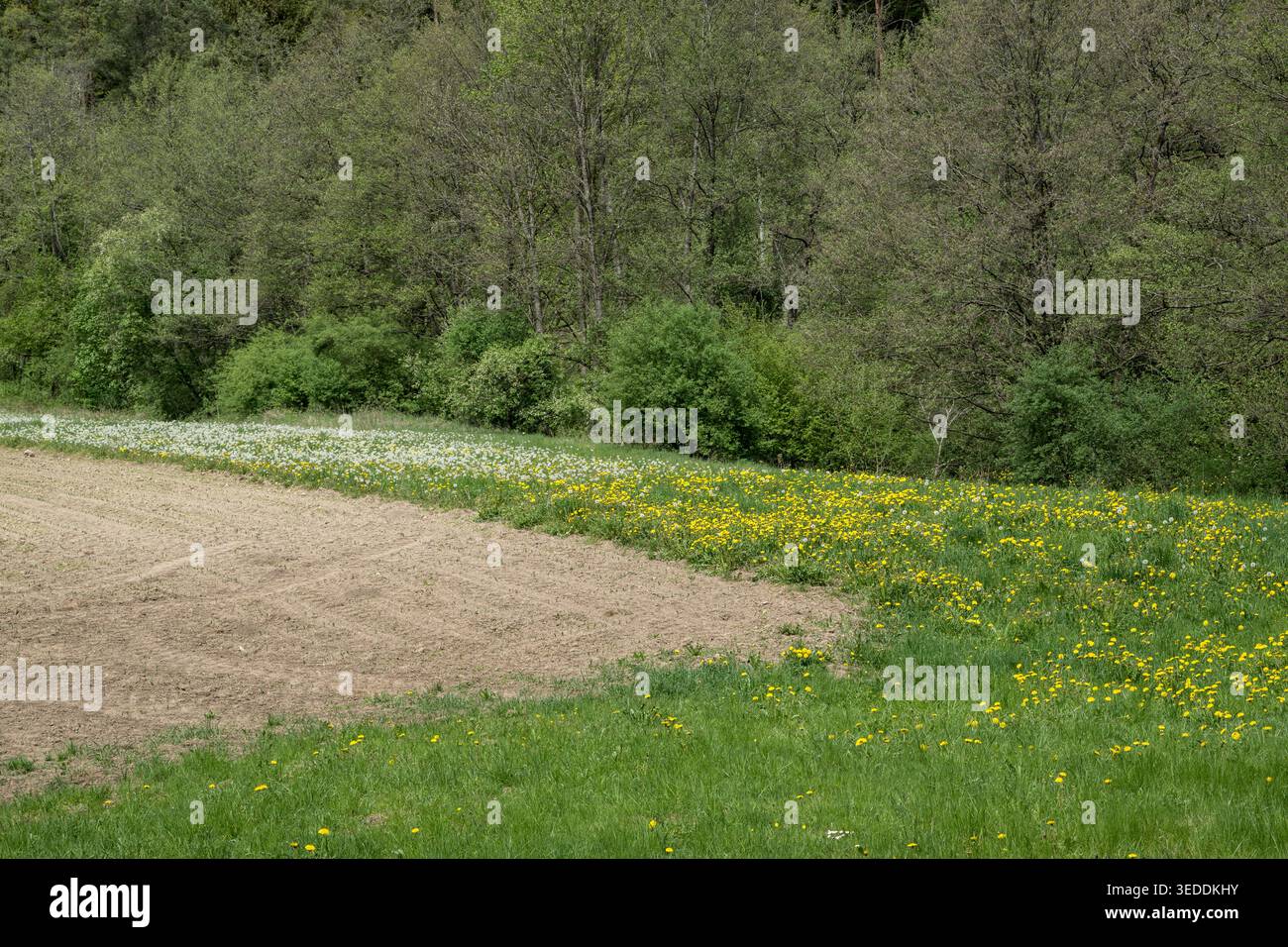 Nicht bis zum Rand des Feldes; lass es für Insekten wachsen Stockfoto