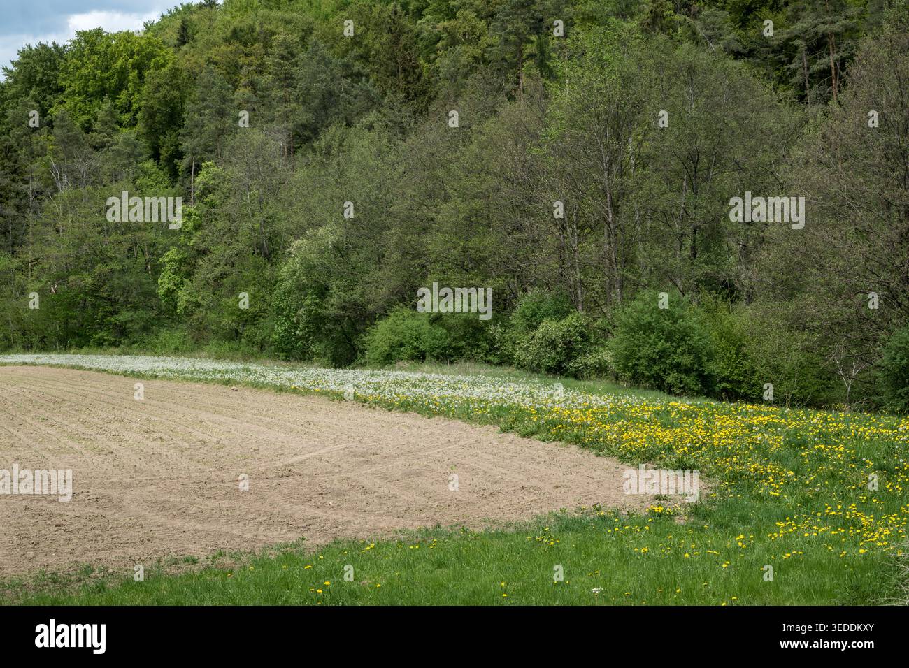 Nicht bis zum Rand des Feldes; lass es für Insekten wachsen Stockfoto