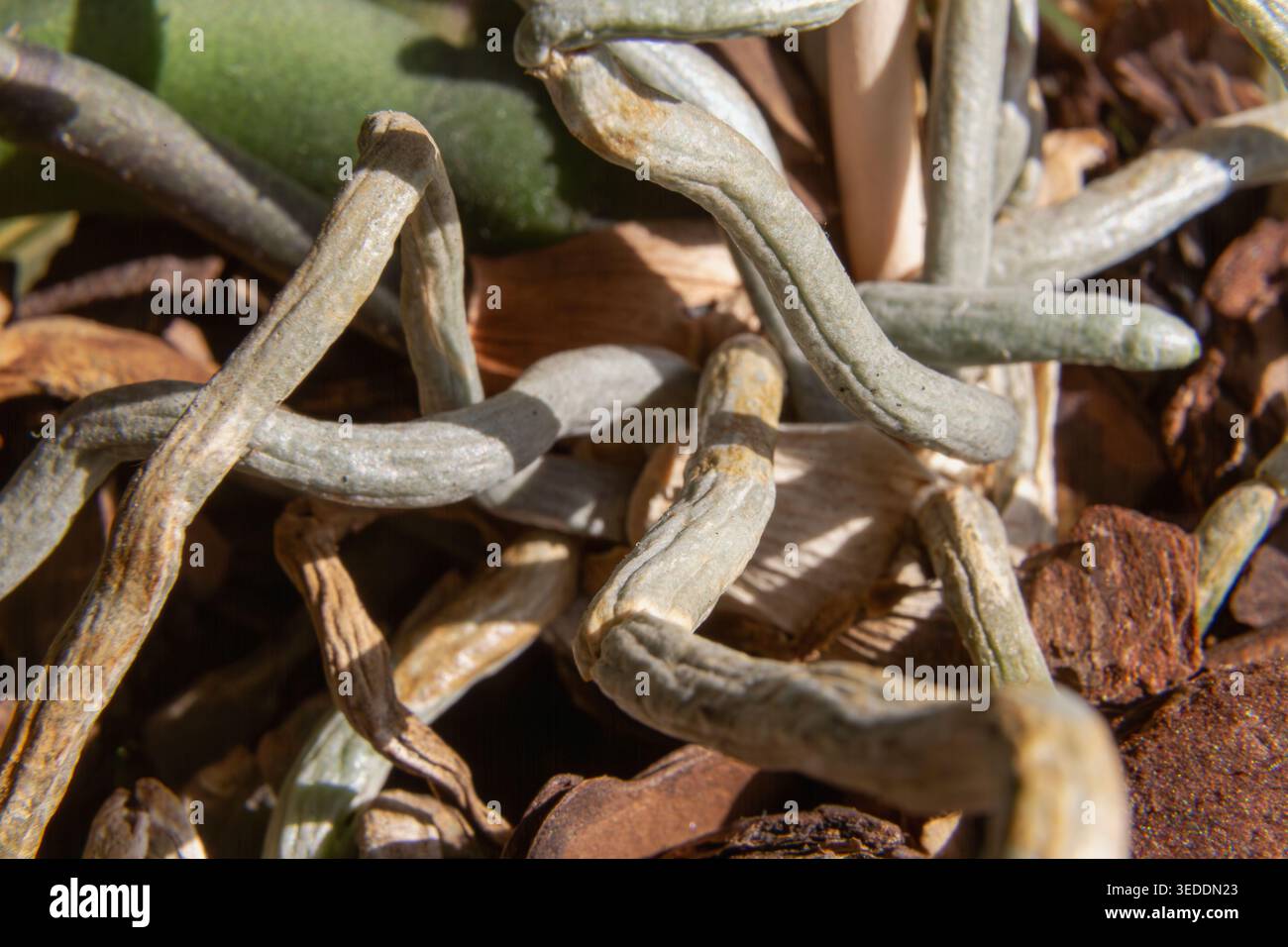 Nahaufnahme von ineinander verflochtenen Orchideenwurzeln im Sonnenlicht, die Natur und Wachstum zeigen. Stockfoto
