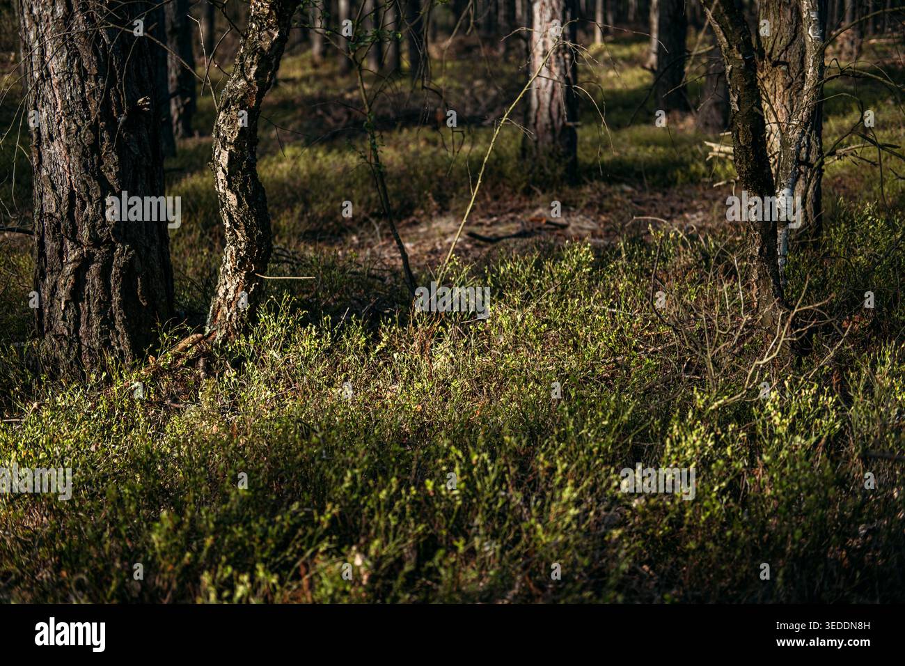Grüne Büsche, die auf Waldboden zwischen Baumstämmen wachsen. Biodiversität der Waldökosysteme, nachhaltige Wildernte, Umweltschutz Stockfoto