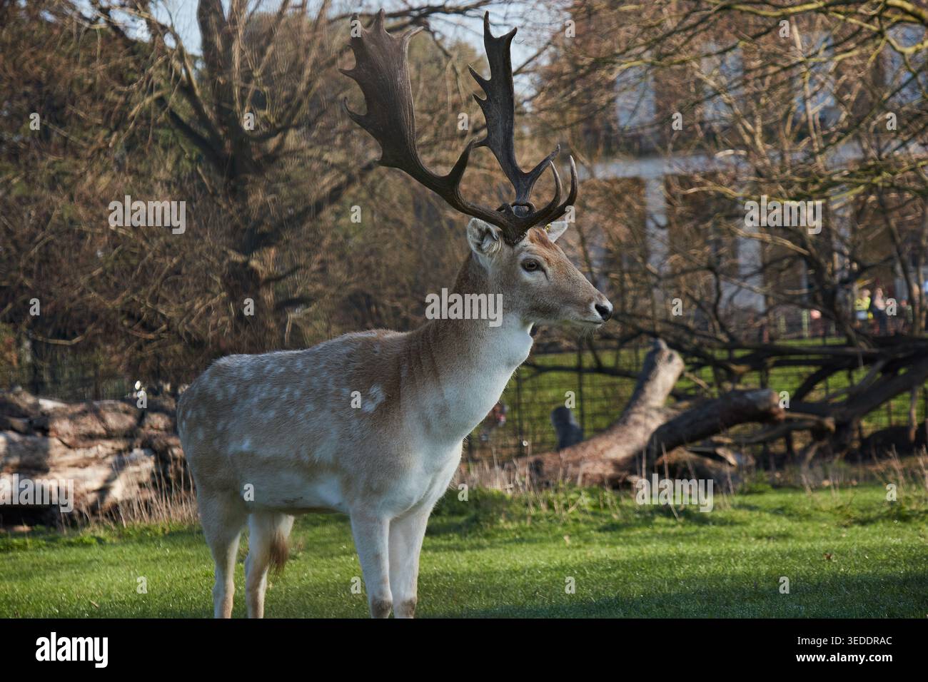 Hirsche im Park Stockfoto