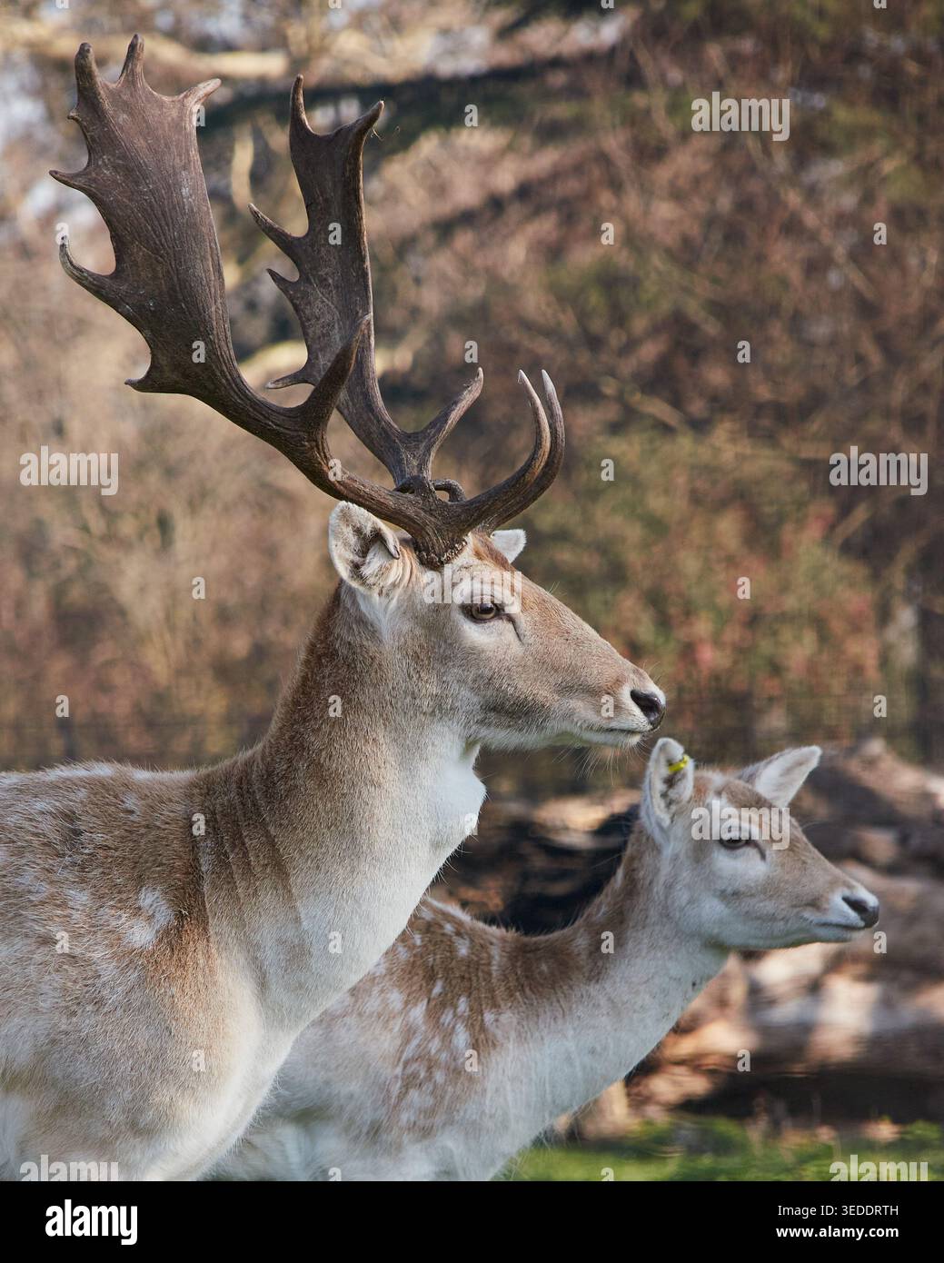 Hirsche im Park Stockfoto
