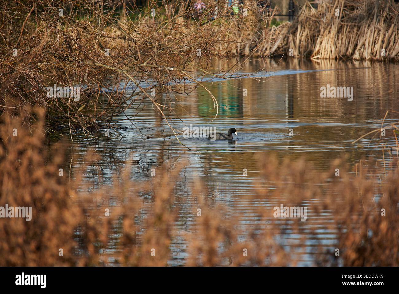 Schwimmen auf dem See Stockfoto