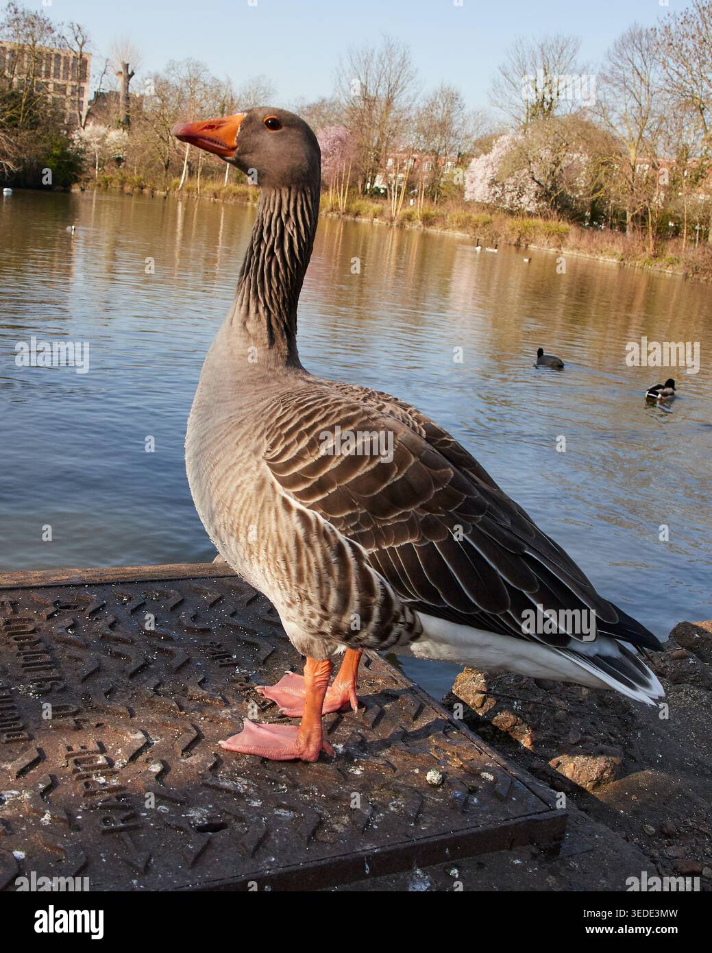 Graugans Stockfoto