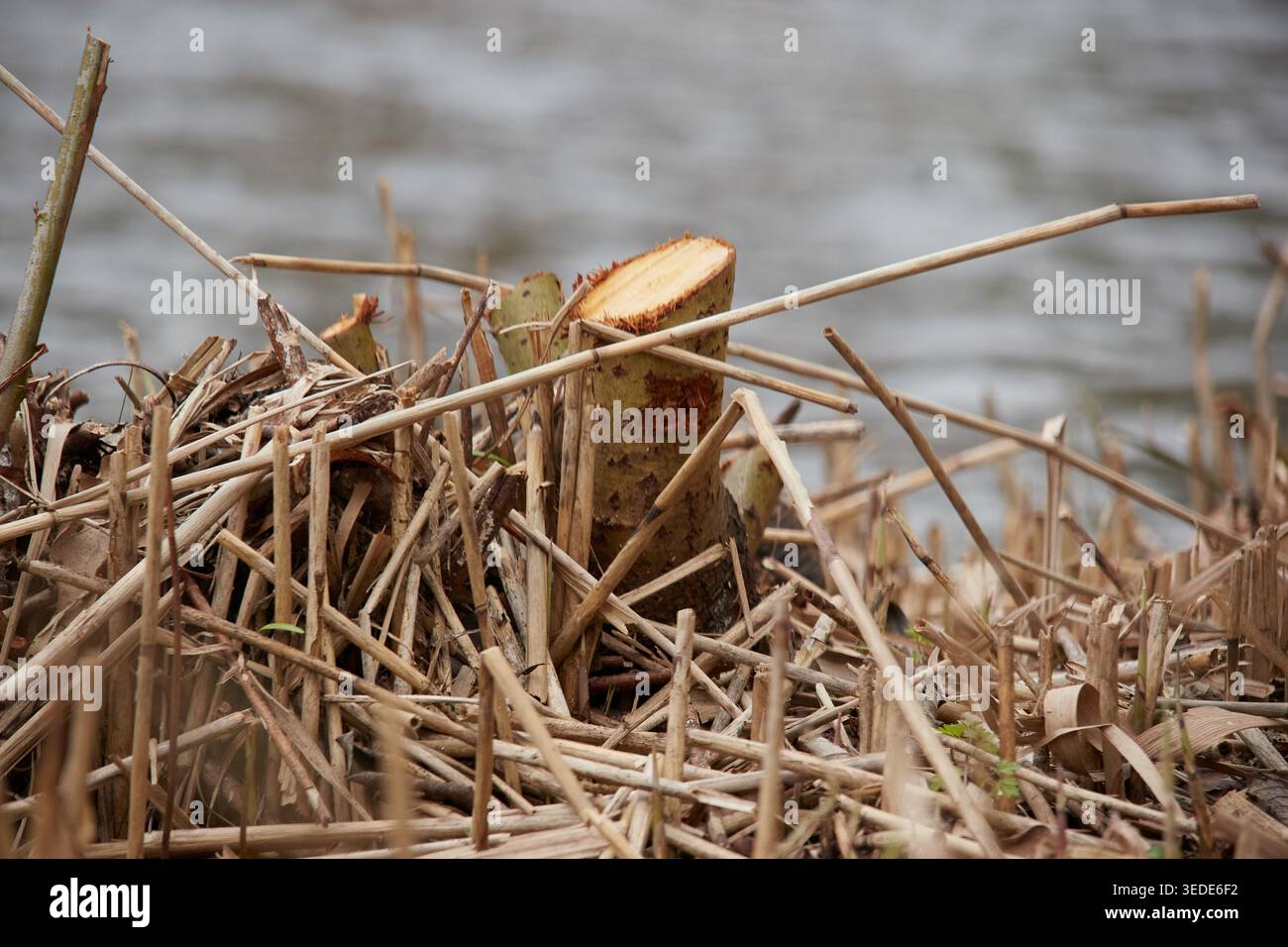 Clissold Park Reeds Stockfoto