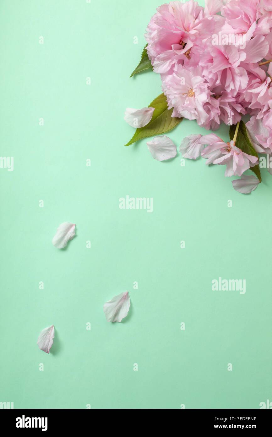 Rosafarbene Blumen in Eckkomposition auf mintfarbenem Hintergrund mit Kopierraum, minimales Frühlingsblumendesign. Stockfoto