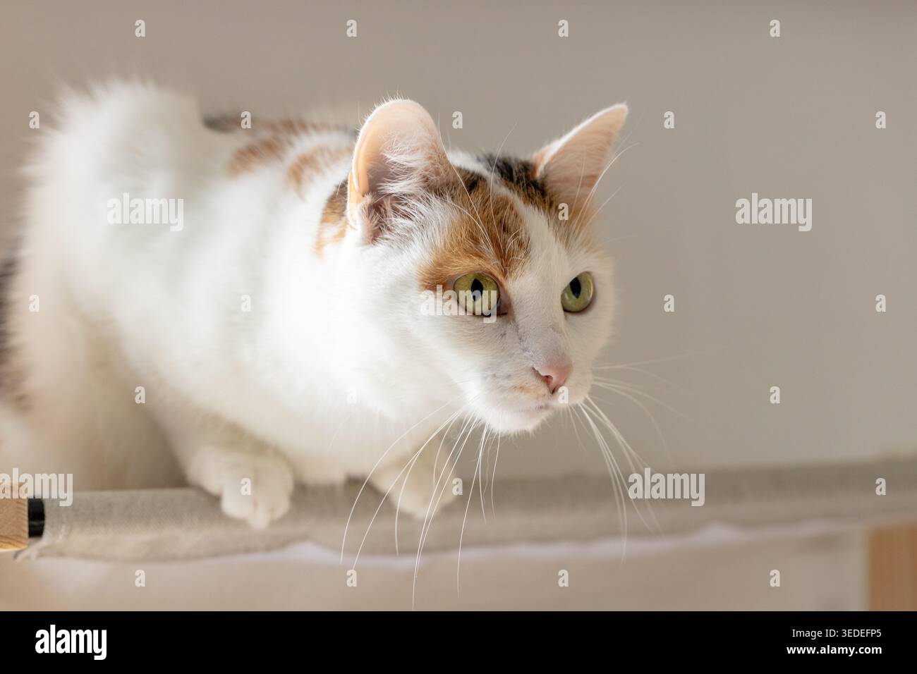 Eine niedliche Trikolore Hauskatze liegt auf einem Bett, das am Heizkörper befestigt ist und blickt in die Ferne. Stockfoto