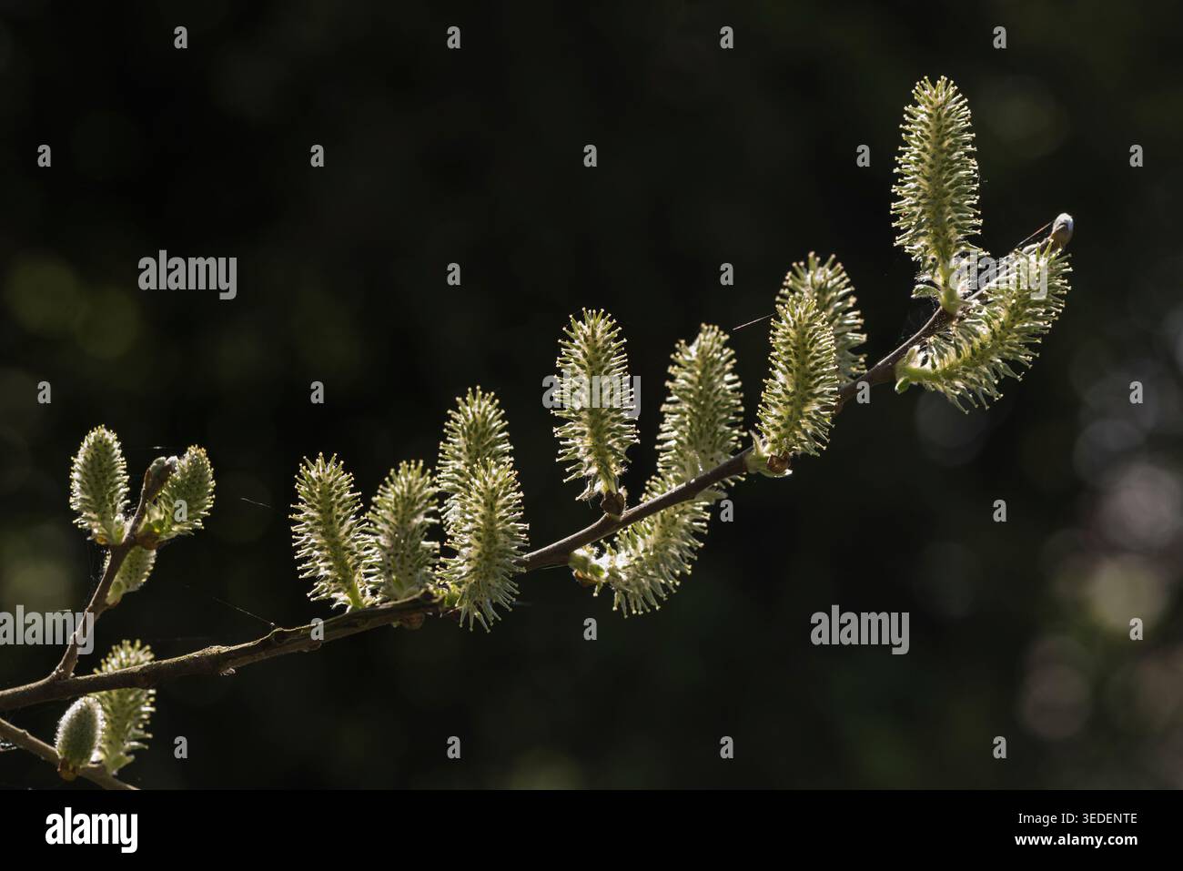 Weidenkätzchen (Salix sp.) in Rye Meads, Herts Stockfoto