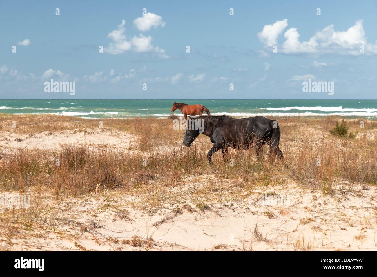 Zwei wilde Pferde weiden auf einem Sandstrand in der Nähe des Meeres. Die Wellen Rollen herein und der Himmel ist klar mit ein paar Wolken. Die Pferde bewegen sich langsam Stockfoto