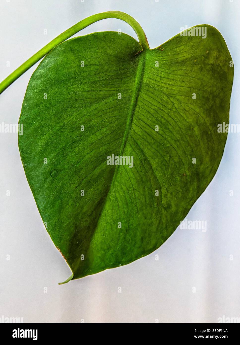 Ein junges Blatt in einer Studioaufnahme mit diffusem natürlichem Licht Stockfoto