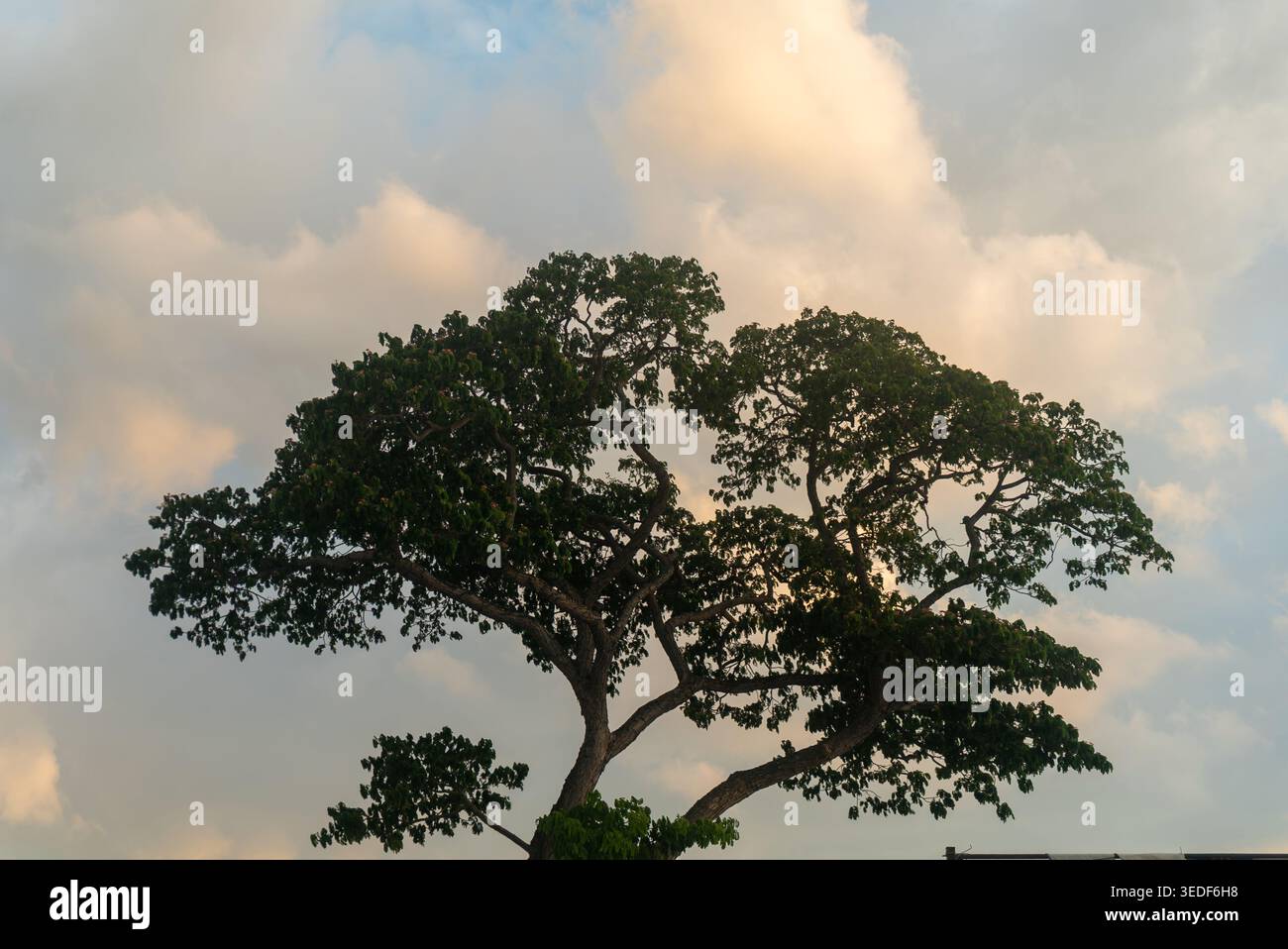 Ein majestätischer Baum steht hoch vor dem Hintergrund des bewölkten Himmels und zeigt sein üppiges Laub und seine einzigartige Silhouette. Ideal für Projekte mit Naturthemen. Stockfoto