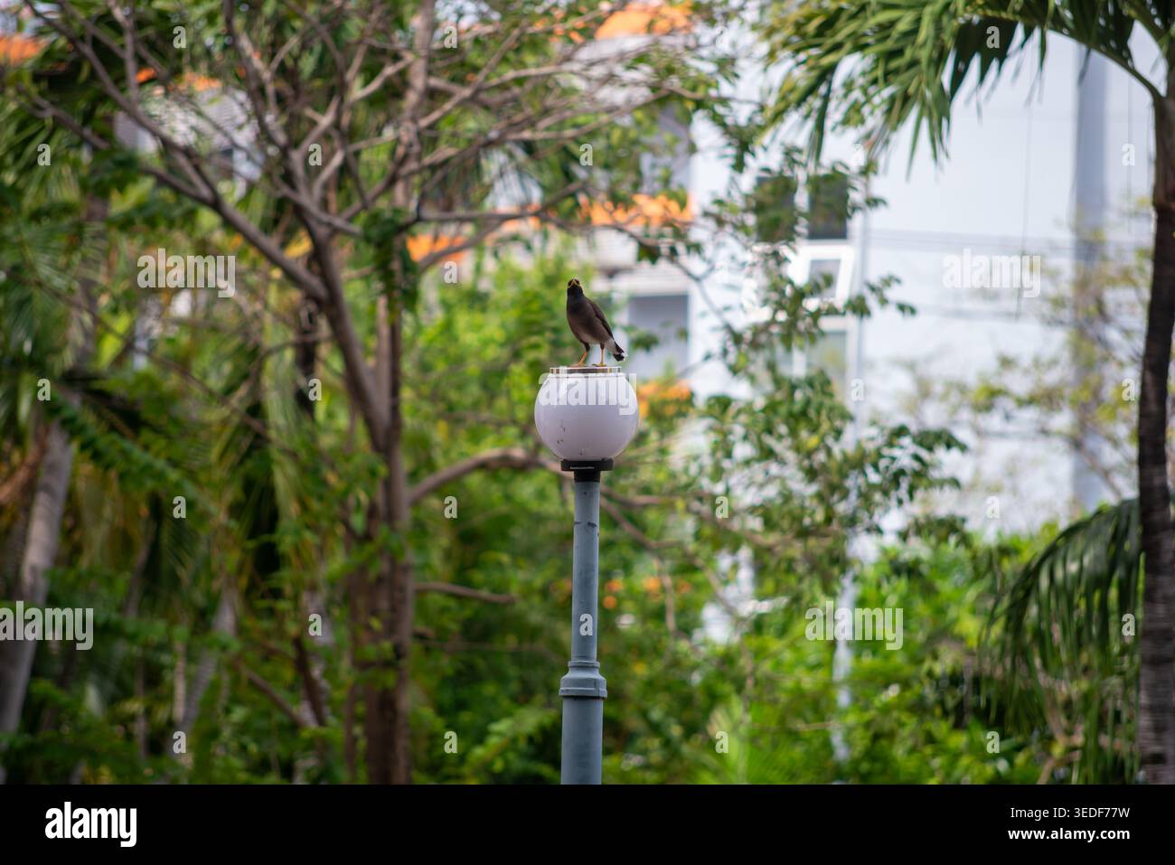 Eine ruhige Szene mit einem Vogel auf einer Straßenlaterne, umgeben von üppigem Grün in einem urbanen Park, der die Schönheit und Ruhe der Natur zeigt. Stockfoto
