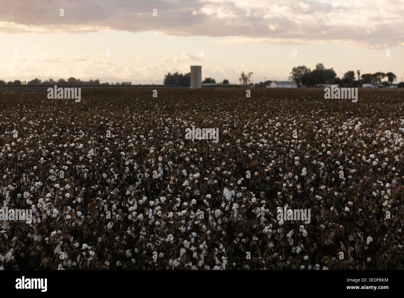 Ausgereifte Baumwollfasern stehen bei Sonnenuntergang auf einem Feld in Dos Palos, Kalifornien, USA. Stockfoto