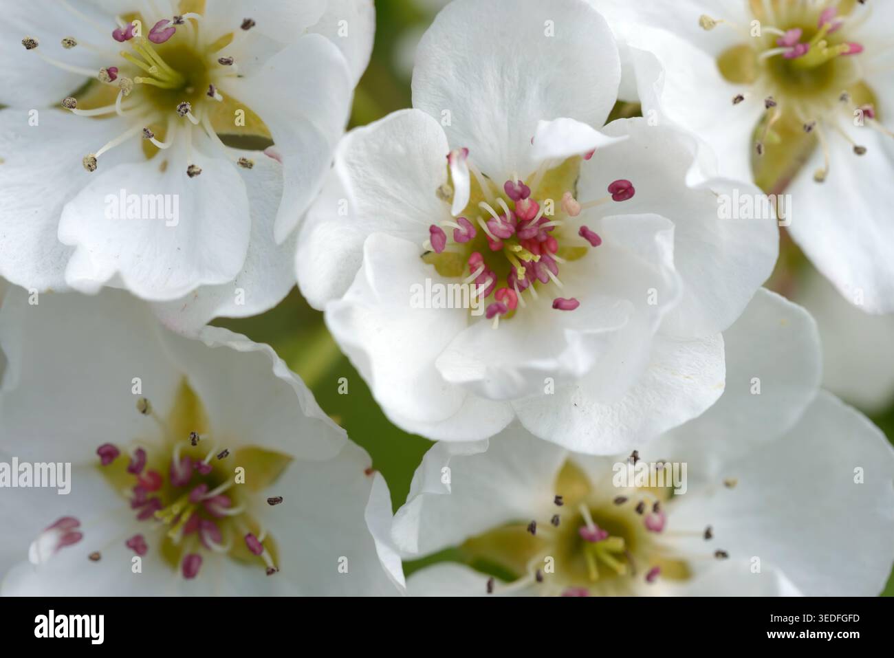 Nahaufnahme vieler Blütenstempel und Staubblätter von Birnenbaum in weißen Blüten. Stockfoto