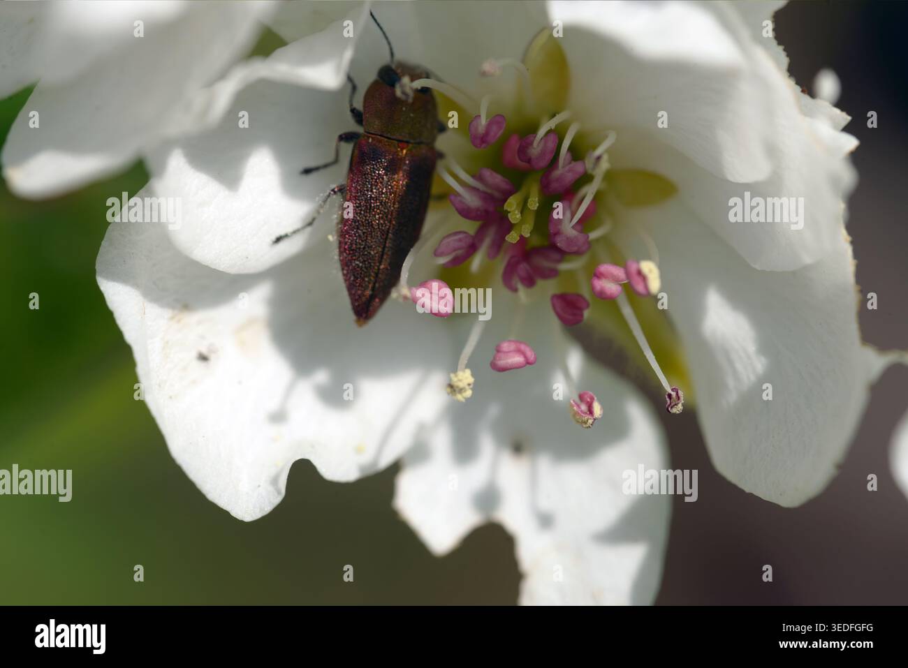 Nahaufnahme von Stempeln und Staubblättern der weißen Blüte des Birnenbaums mit Insekten darin. Stockfoto