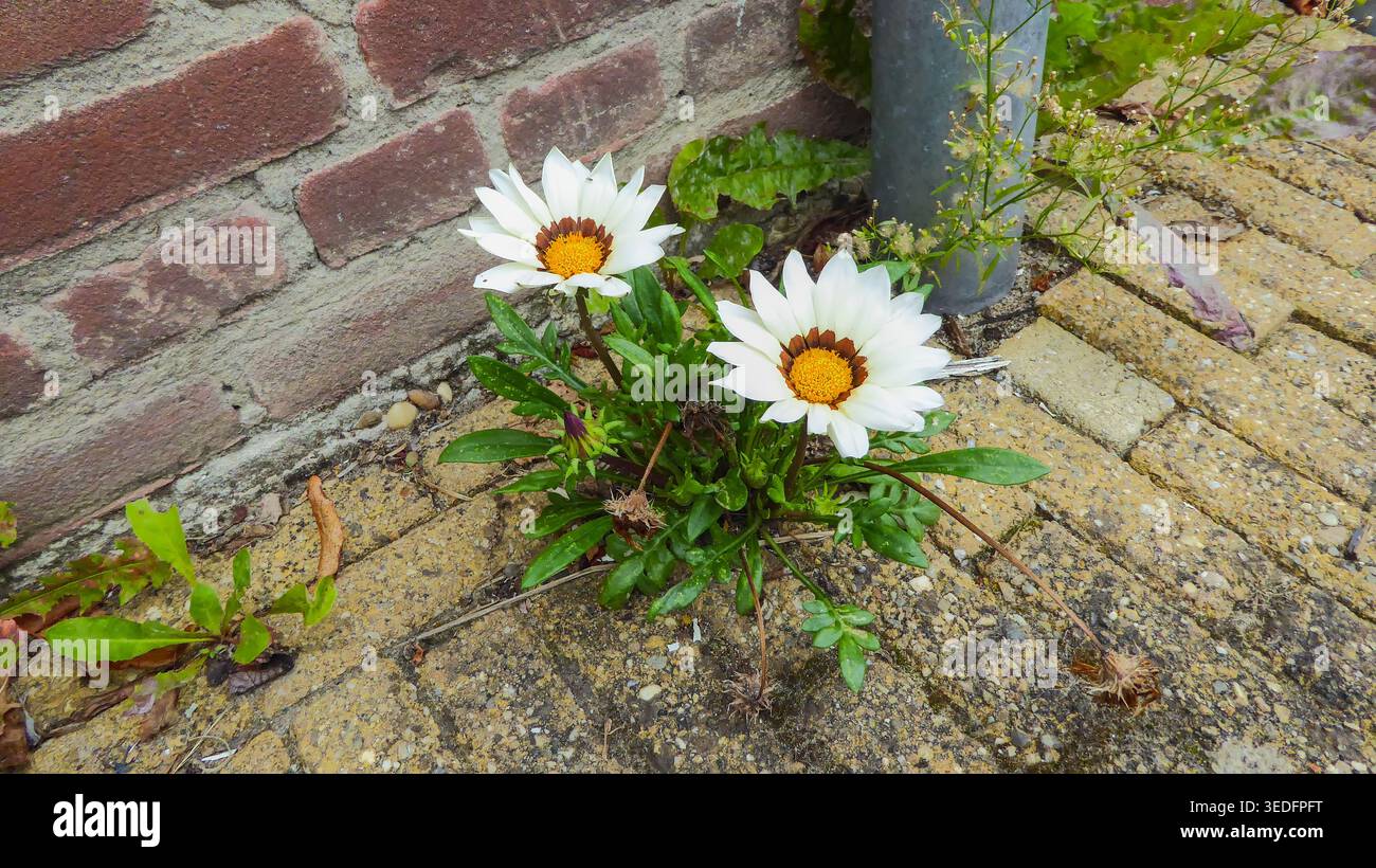 Gazania wächst in der Nähe einer Ziegelmauer und einer Metallecke in Edam, Niederlande, Blumen Stockfoto