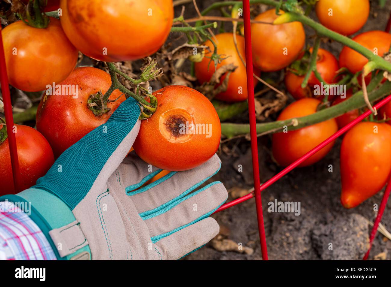 Tomaten-Anthracnose-Pilzkrankheit an Reifen Tomaten. Gemüsegärtnerei, Tomatengartenkrankheitserkennung und Behandlungskonzept. Stockfoto