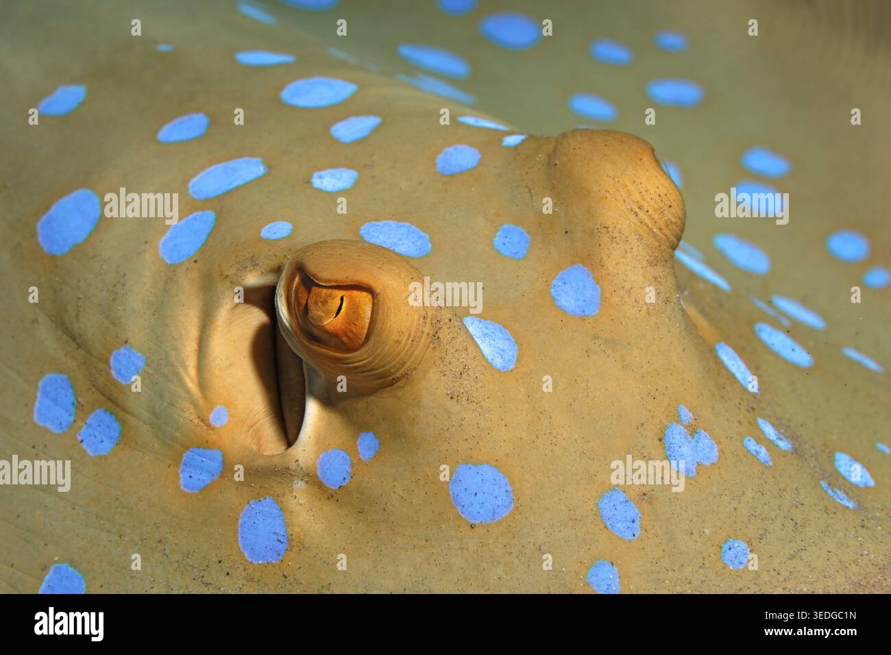 Auge, Blaufleckiger Stachelrochen (Taeniura lymma), Detail, Gota Abu Ramada, Hurghada, Ägypten Stockfoto