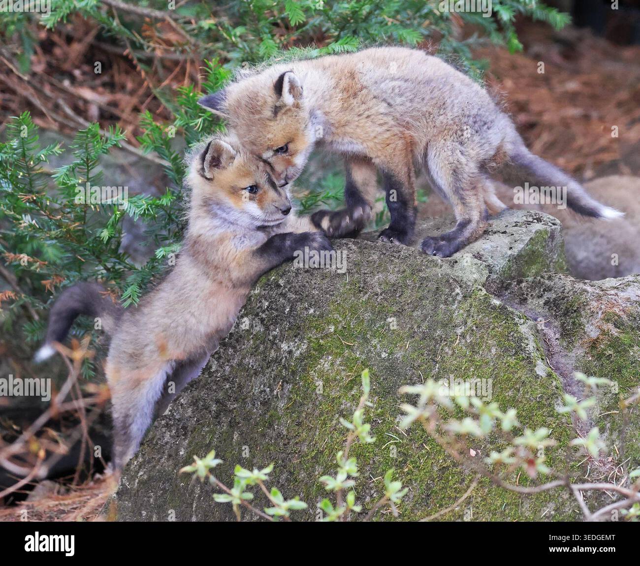 Babys Rotfuchs spielen im Wald, Kanada Stockfoto