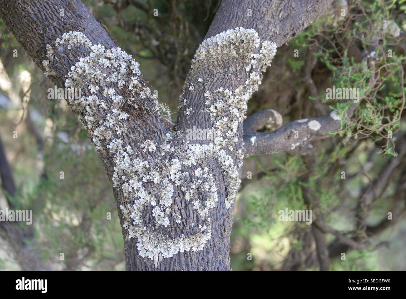 Weiße und gräuliche Flechten, die auf rauen braunen Baumrindenzweigen Strukturmuster erzeugen, zeigen natürliches Wachstum und symbiotische Beziehungen in einem Out Stockfoto