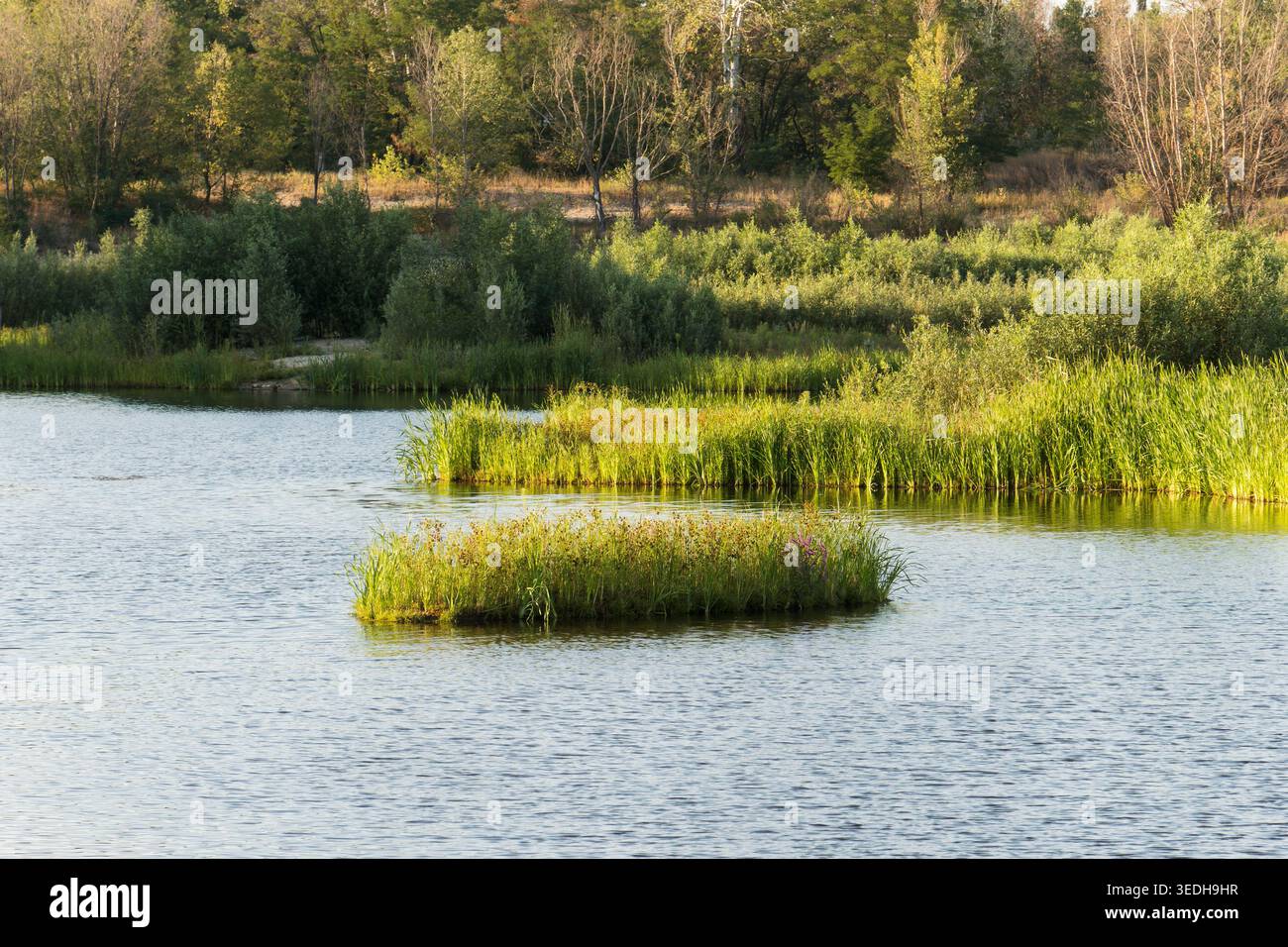 Ruhiger See mit kleinen Inseln von grünen typha und Seggenpflanzen. Wunderschöne natürliche Landschaft mit ruhigen Wasserplätschern und üppigen Wäldern am Ufer Stockfoto