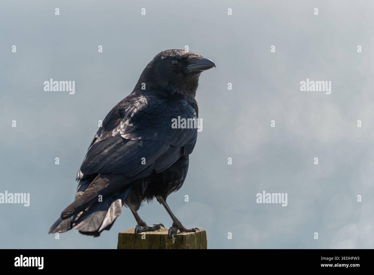 Aas-Krähe Corvus Corone auf Holzpfosten gegen bewölkten Himmel, Seaford, Sussex, Großbritannien Stockfoto