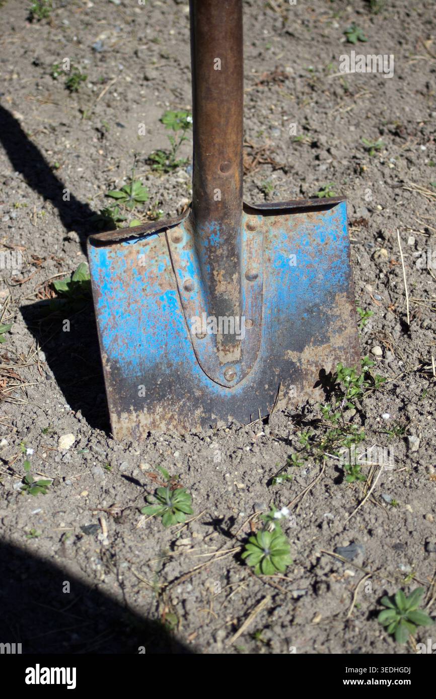 Nahaufnahme von Old Rusty Blue Spade, der im Gartenboden feststeckt Stockfoto